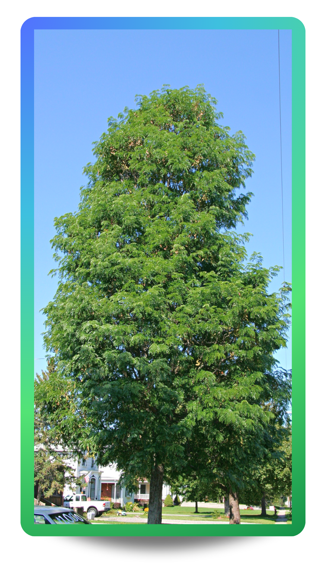 Street Keeper® Honeylocust planted on a parkway with upright oval shape, with small green leaves